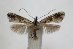 Parornix scoticella