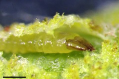 Caloptilia guacanivora