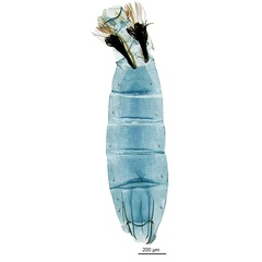 /filer/webapps/moths_gc/media/images/P/panconita_Murwillumbah_PT_GM_A13_abdomen_De-Prins-et-al_2026_300.jpg
