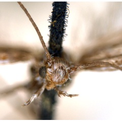 /filer/webapps/moths_gc/media/images/A/acares_Aristaea_ST7_head_ANIC.jpg