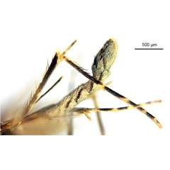 /filer/webapps/moths_gc/media/images/N/nix_Diphtheroptila_HT_legs_ANIC.jpg