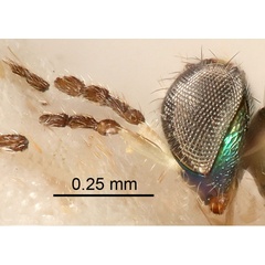 /filer/webapps/moths_gc/media/images/N/nigrescentella_Phyllonorycter_parasitoid_Nunes-et-al_2026_146.jpg