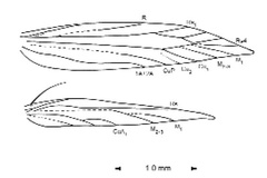 Leurocephala schinusae