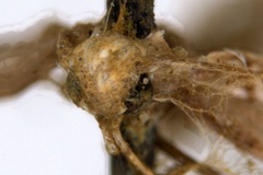 Acrocercops leptalea