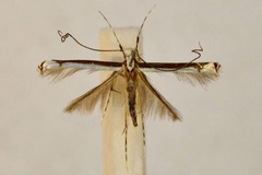 Eteoryctis gemoniella