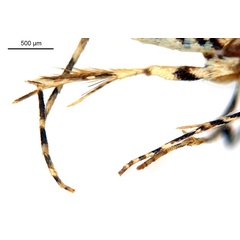 /filer/webapps/moths_gc/media/images/D/doo_Bridella_HT_legs_De-Prins-etal_2025_16.jpg