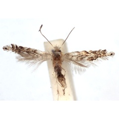 /filer/webapps/moths_gc/media/images/A/aceripestis_Phyllonorycter_A_WJDP.jpg