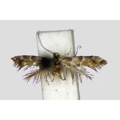 /filer/webapps/moths_gc/media/images/T/trifasciella_Phyllonorycter_LT_YMUK.jpg