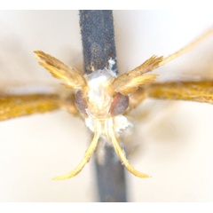/filer/webapps/moths_gc/media/images/A/actinosema_Monocercops_HT_head_ANIC.jpg