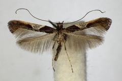 Caloptilia fidella