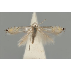 /filer/webapps/moths_gc/media/images/E/ephimera_Phyllocnistis_ST_ANIC31-076545_dorsal.jpg