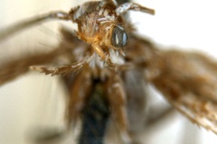 Aristaea acares