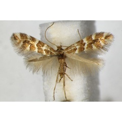 /filer/webapps/moths_gc/media/images/E/emberizaepennella_Phyllonorycter_A_ZSM_2.jpg