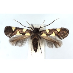 /filer/webapps/moths_gc/media/images/Q/quadrisignella_Calybites_A_WJDP.jpg