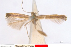 Caloptilia stictocrossa
