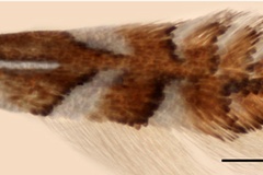 Phyllonorycter cretata