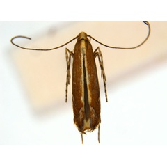 /filer/webapps/moths_gc/media/images/G/gunniella_Neurostrota_A10_ANIC.jpg