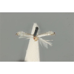 /filer/webapps/moths_gc/media/images/D/dichotoma_Phyllocnistis_ST_ANIC31-076549_dorsal.jpg