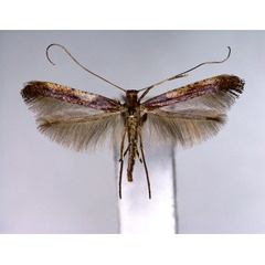 /filer/webapps/moths_gc/media/images/R/recitata_Caloptilia_A_EIHU.jpg