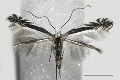 Micrurapteryx baranchikovi