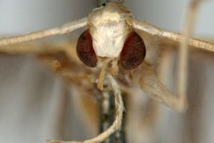Acrocercops ochroptila