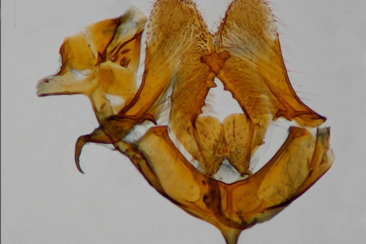 /filer/webapps/moths_gc/media/images/A/albomarginatum_Acrocercops_HT_GM_31203_BMNH.jpg