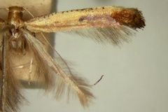 Caloptilia prosticta