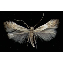 /filer/webapps/moths_gc/media/images/S/saligna_Phyllocnistis_A_Vorder26101971_MHNG.jpg