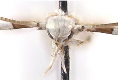 Cryptolectica convexa