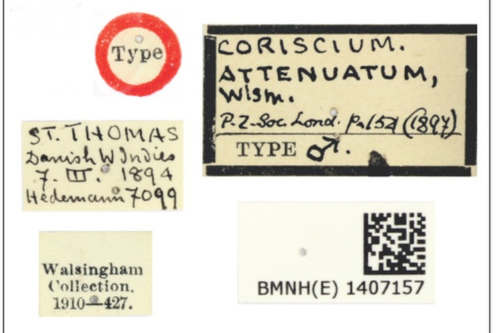 /filer/webapps/moths_gc/media/images/A/attenuatum_Acrocercops_HT_1407157_BMNH_Labels.jpg