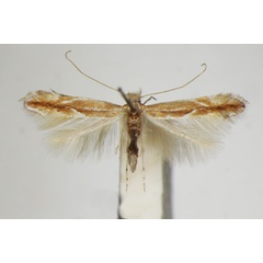 /filer/webapps/moths_gc/media/images/S/suberifoliella_Phyllonorycter_A_ZSM_2.jpg