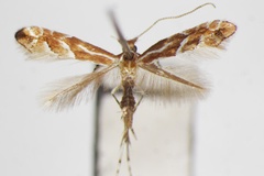 Phyllonorycter lyoniae