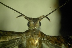 Caloptilia camaronae