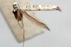 Spulerina hexalocha
