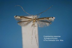 Cryptolectica pasaniae