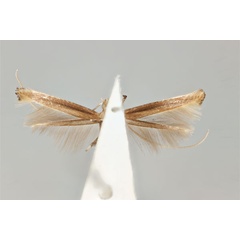 /filer/webapps/moths_gc/media/images/D/dialeuca_Toowoomba_LT_ANIC31-075717_ventral.jpg