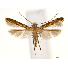 /filer/webapps/moths_gc/media/images/V/virosae_Diphtheroptila_PT6_ANIC.jpg