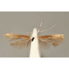 /filer/webapps/moths_gc/media/images/O/ochroptila_Acrocercops_HT_ANIC31-036691_ventral.jpg
