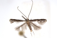 Spinivalva gaucha