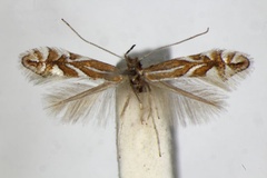 Phyllonorycter spinicolella