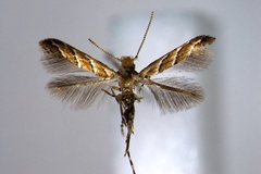 Cameraria quadrifasciata