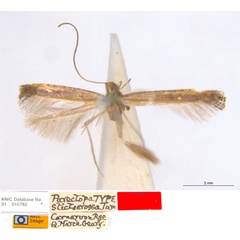 /filer/webapps/moths_gc/media/images/S/stictocrossa_Caloptilia_HT_ANIC.jpg