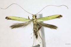 Caloptilia mwamba
