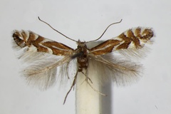 Phyllonorycter cerasicolella