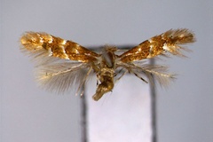 Phyllonorycter dakekanbae