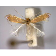 /filer/webapps/moths_gc/media/images/D/delitella_Phyllonorycter_A_.jpg