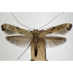 /filer/webapps/moths_gc/media/images/P/populetorum_Caloptilia_A_ZSM_4.jpg