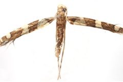 Telamoptilia malvavisci
