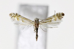 Phyllonorycter kamijoi