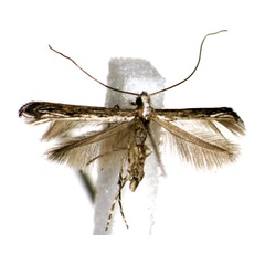 /filer/webapps/moths_gc/media/images/D/dhileepani_Stomphastis_AM_De-Prins-etal_2023_394.jpg